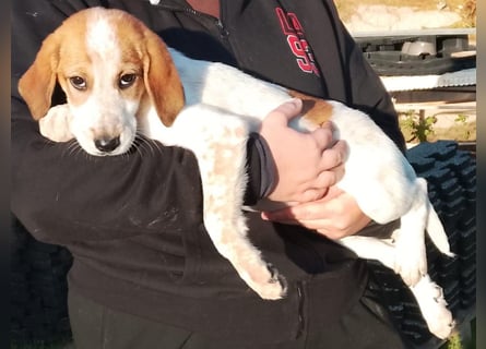 Tea - ein wahrer Sonnenschein