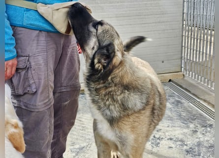 Monroe - souveräner Herzenshund