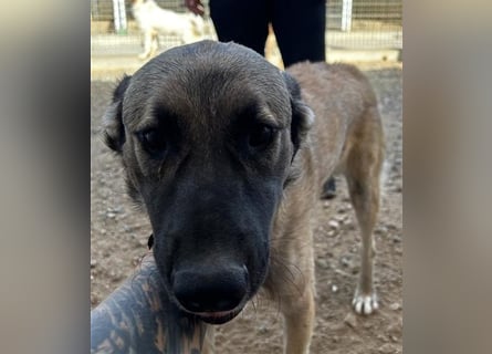 Monroe - souveräner Herzenshund