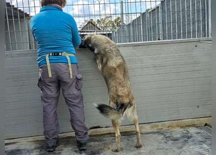 Monroe - souveräner Herzenshund