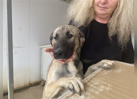 Monroe - souveräner Herzenshund