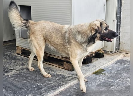 Monroe - souveräner Herzenshund