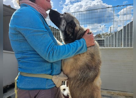 Monroe - souveräner Herzenshund