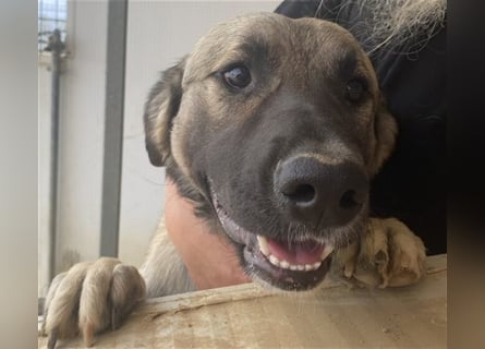 Monroe - souveräner Herzenshund