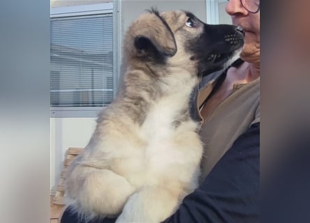 Monroe - souveräner Herzenshund