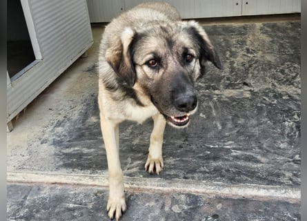 Monroe - souveräner Herzenshund