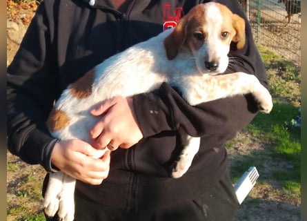 Tea - ein wahrer Sonnenschein