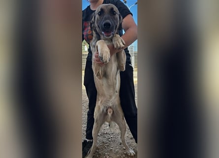 Monroe - souveräner Herzenshund