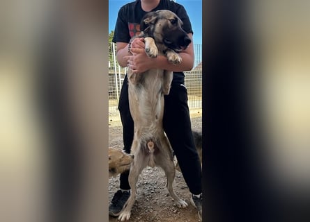 Monroe - souveräner Herzenshund