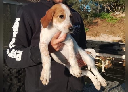 Tea - ein wahrer Sonnenschein