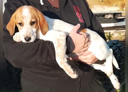 Tea - ein wahrer Sonnenschein