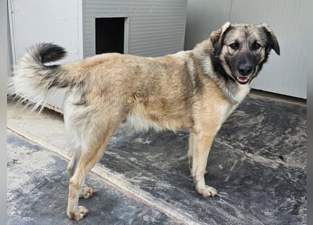 Monroe - souveräner Herzenshund