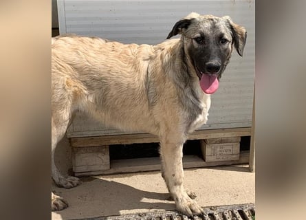 Monroe - souveräner Herzenshund