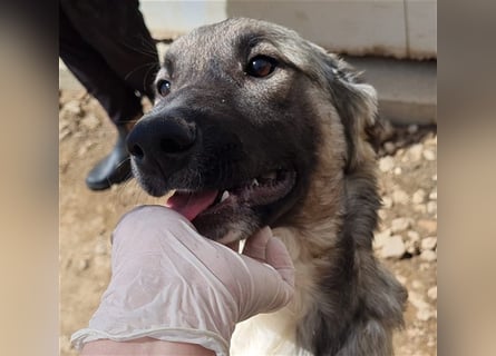 Monroe - souveräner Herzenshund