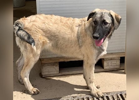 Monroe - souveräner Herzenshund