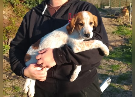 Tea - ein wahrer Sonnenschein