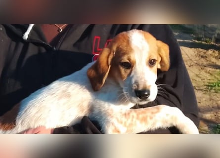 Tea - ein wahrer Sonnenschein