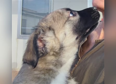 Monroe - souveräner Herzenshund