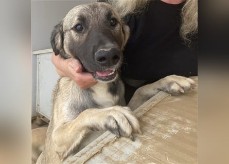 Monroe - souveräner Herzenshund