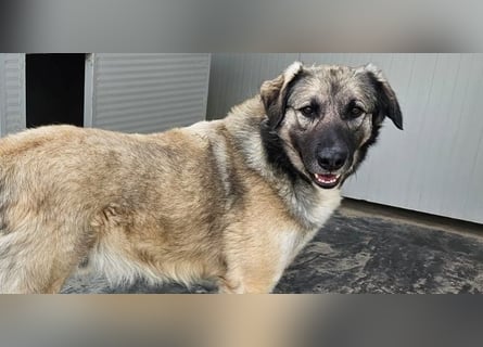 Monroe - souveräner Herzenshund