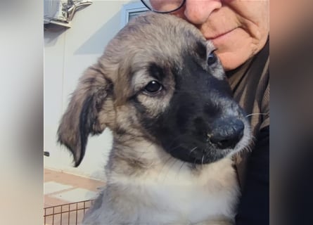 Monroe - souveräner Herzenshund