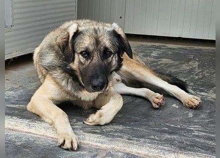 Monroe - souveräner Herzenshund