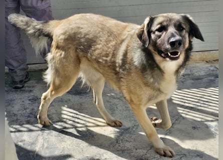 Monroe - souveräner Herzenshund