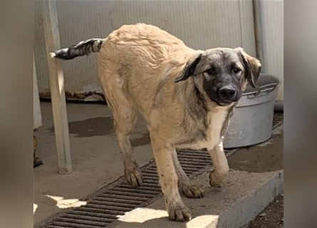 Monroe - souveräner Herzenshund