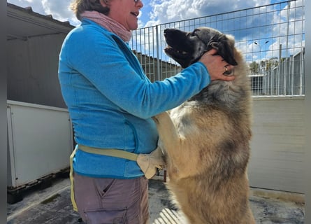 Monroe - souveräner Herzenshund