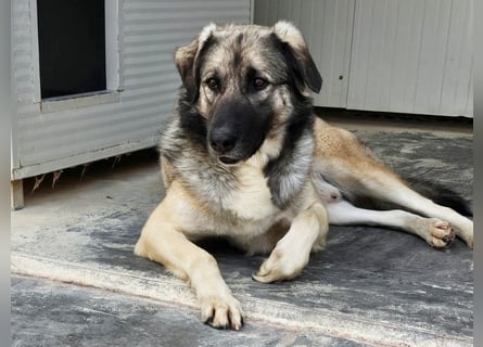 Monroe - souveräner Herzenshund