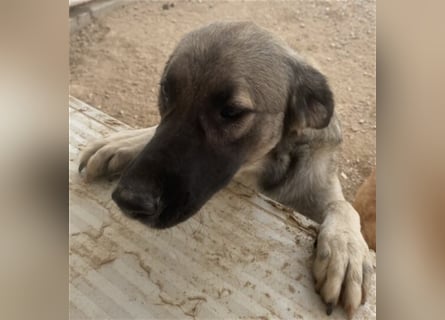 Monroe - souveräner Herzenshund