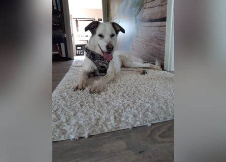 Letizia: Traumhund für sportliche Menschen