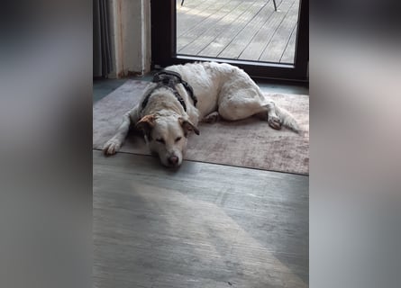 Letizia: Traumhund für sportliche Menschen