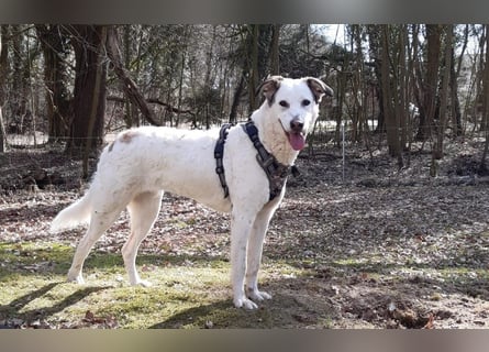 Letizia: Traumhund für sportliche Menschen