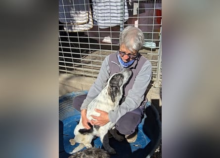 Cassian: er liebt spielen und kuscheln