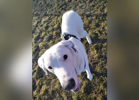 Herdenschutzhund-Dalmatiner-Mix Fritzi (1,5 J.) für erfahrenes, liebevolles Zuhause & Garten & Hund