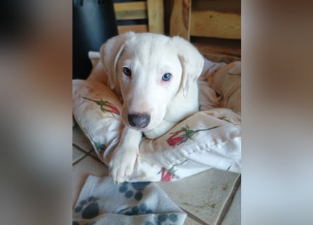 Herdenschutzhund-Dalmatiner-Mix Fritzi (1,5 J.) für erfahrenes, liebevolles Zuhause & Garten & Hund