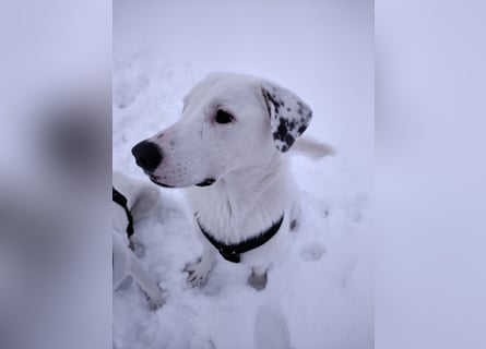 Herdenschutzhund-Dalmatiner-Mix Fritzi (1,5 J.) für erfahrenes, liebevolles Zuhause & Garten & Hund