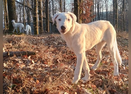 Herdenschutzhund-Dalmatiner-Mix Fritzi (1,5 J.) für erfahrenes, liebevolles Zuhause & Garten & Hund
