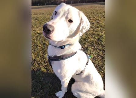 Herdenschutzhund-Dalmatiner-Mix Fritzi (1,5 J.) für erfahrenes, liebevolles Zuhause & Garten & Hund