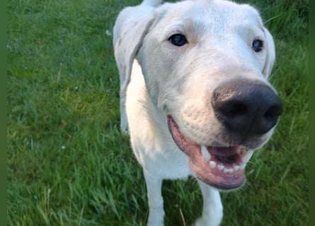 Herdenschutzhund-Dalmatiner-Mix Fritzi (1,5 J.) für erfahrenes, liebevolles Zuhause & Garten & Hund