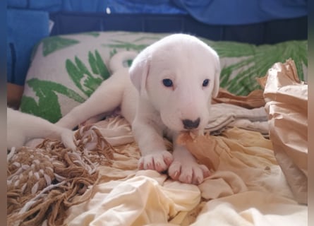 Herdenschutzhund-Dalmatiner-Mix Fritzi (1,5 J.) für erfahrenes, liebevolles Zuhause & Garten & Hund