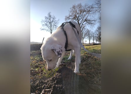 Herdenschutzhund-Dalmatiner-Mix Fritzi (1,5 J.) für erfahrenes, liebevolles Zuhause & Garten & Hund