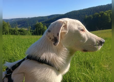 Herdenschutzhund-Dalmatiner-Mix Fritzi (1,5 J.) für erfahrenes, liebevolles Zuhause & Garten & Hund