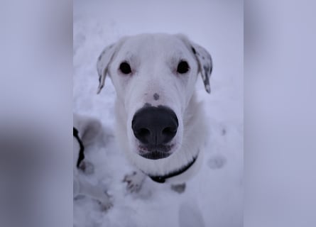 Herdenschutzhund-Dalmatiner-Mix Fritzi (1,5 J.) für erfahrenes, liebevolles Zuhause & Garten & Hund
