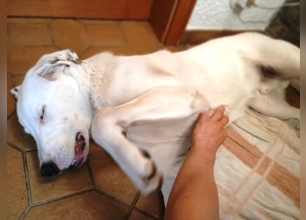 Herdenschutzhund-Dalmatiner-Mix Fritzi (1,5 J.) für erfahrenes, liebevolles Zuhause & Garten & Hund