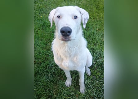 Herdenschutzhund-Dalmatiner-Mix Fritzi (1,5 J.) für erfahrenes, liebevolles Zuhause & Garten & Hund