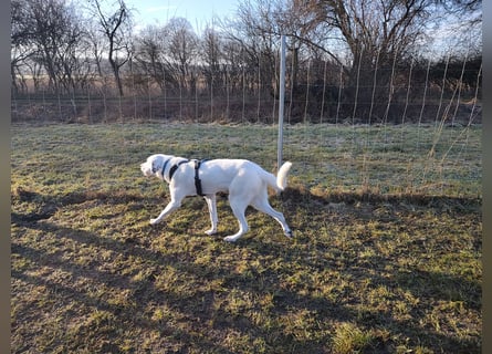 Herdenschutzhund-Dalmatiner-Mix Fritzi (1,5 J.) für erfahrenes, liebevolles Zuhause & Garten & Hund