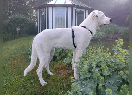 Herdenschutzhund-Dalmatiner-Mix Fritzi (1,5 J.) für erfahrenes, liebevolles Zuhause & Garten & Hund