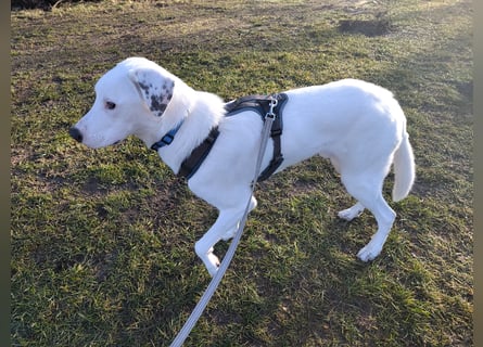 Herdenschutzhund-Dalmatiner-Mix Fritzi (1,5 J.) für erfahrenes, liebevolles Zuhause & Garten & Hund